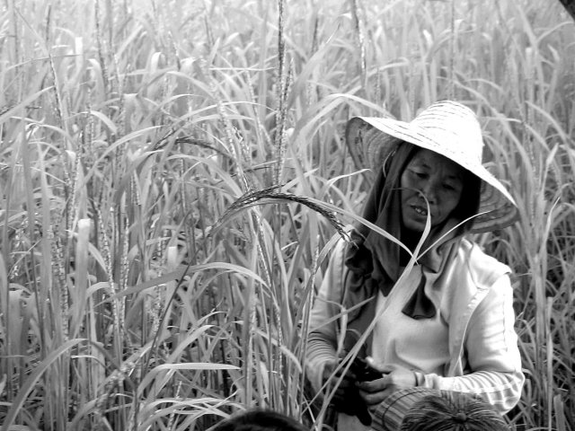 Women are at the helm of the various processes in traditional farming. With the increasing shift to mechanisation in Thai agriculture, women’s roles are also reconfigured. So are the quality of their harvest and their relationships with communities and nature.